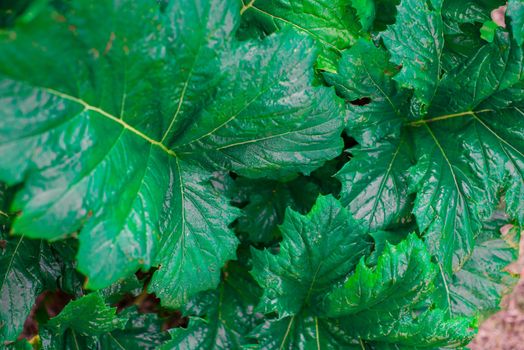 Close up shot of plants leaves shot from above