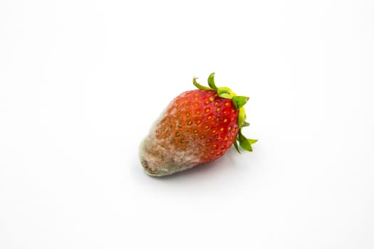 The strawberry with mold on the white ground.