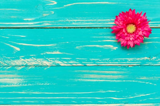 Flower or blossom on blue wooden vintage background.