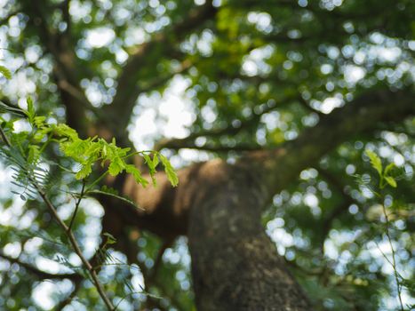 Green background Under the big white tamarind tree