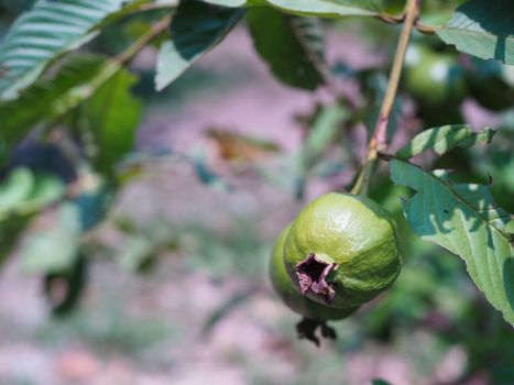 Guava beautiful balls to eat on guava trees