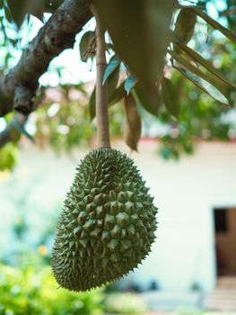 The beautiful durian on the tree is almost ripe.