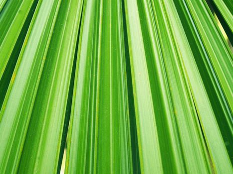 Palm leaves on a tree can be a green background.