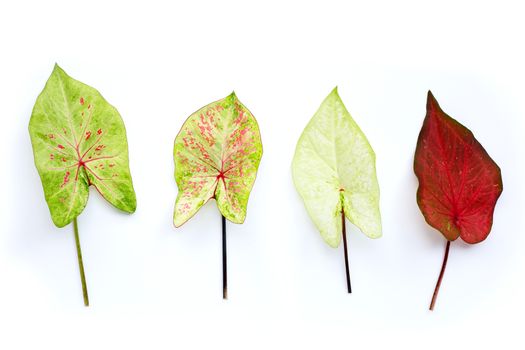 Caladium bicolor leves on white background.