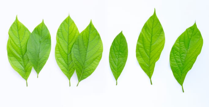 Avocado leaves on white background.
