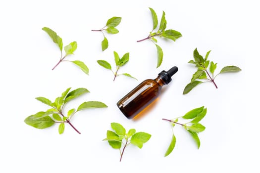 Essential oil with fresh holy basil  leaves on white background.