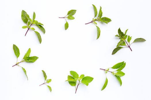Fresh holy basil  leaves circle on white background. Copy space
