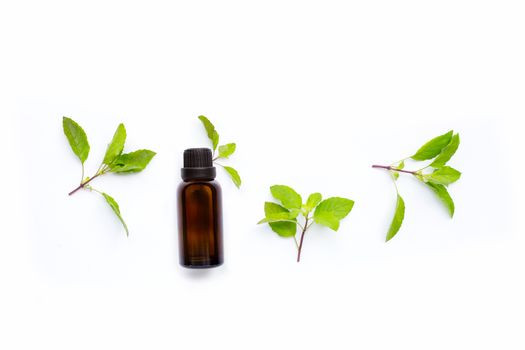 Essential oil with fresh holy basil  leaves on white background.