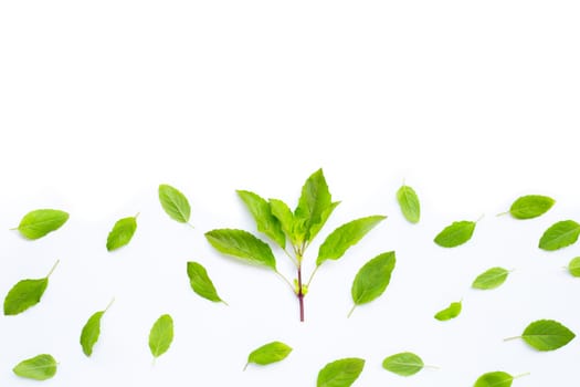 Fresh holy basil  leaves on white background. Copy space