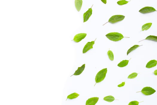 Fresh holy basil  leaves on white background. Copy space