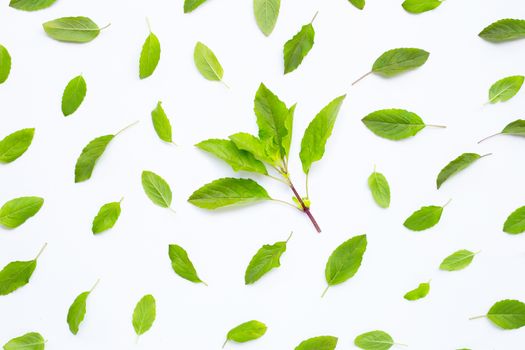 Fresh holy basil  leaves on white background.