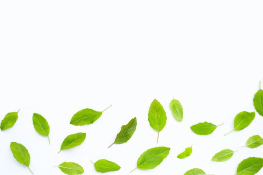 Fresh holy basil  leaves on white background.