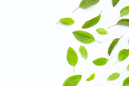 Fresh holy basil  leaves on white background.