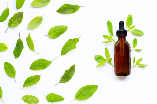 Essential oil with fresh holy basil  leaves on white background.