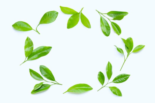 Frame made of citrus leaves on white background. Copy space