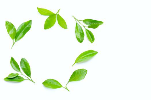 Citrus leaves circle on a white background. Copy space