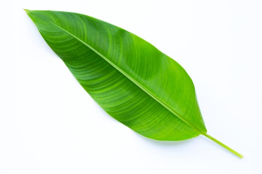Heliconia leaf on white background.