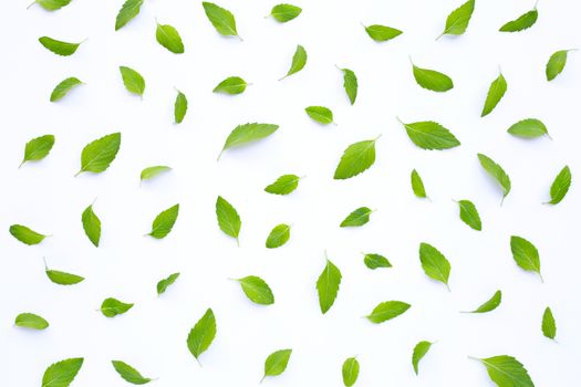 Fresh mint leaves on white background.