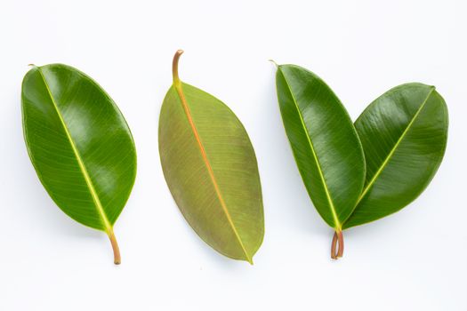 Rubber plant leaves on  white background. Top view