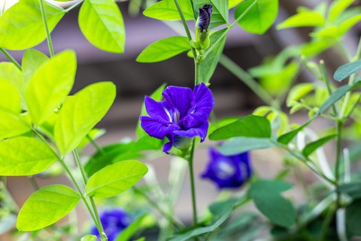 Purple butterfly pea flower blooming, Close up with green leave background.