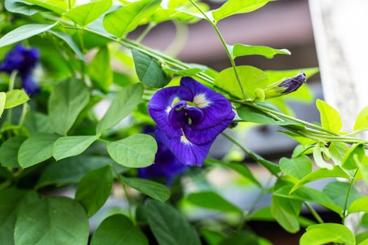 Purple butterfly pea flower blooming, Close up with green leave background.