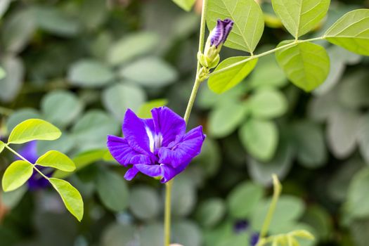 Purple butterfly pea flower blooming, Close up with green leave background.