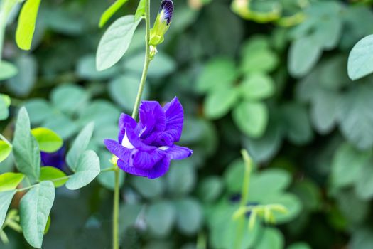 Purple butterfly pea flower blooming, Close up with green leave background.