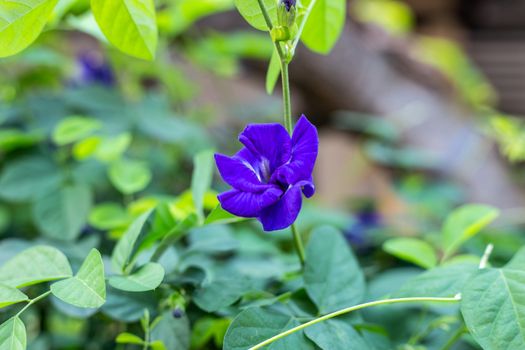 Purple butterfly pea flower blooming, Close up with green leave background.