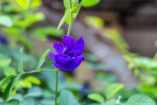 Purple butterfly pea flower blooming, Close up with green leave background.