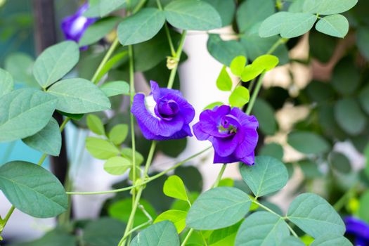 Blue butterfly pea flower blooming, Close up with green leave background.