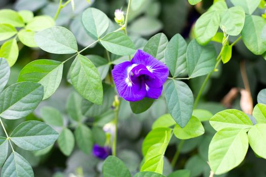 Blue butterfly pea flower blooming, Close up with green leave background.