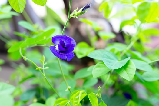 Blue butterfly pea flower blooming, Close up with green leave background.