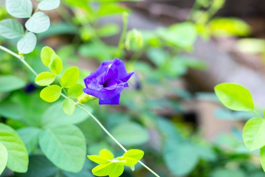 Blue butterfly pea flower blooming, Close up with green leave background.