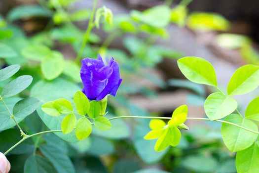 Blue butterfly pea flower blooming, Close up with green leave background.