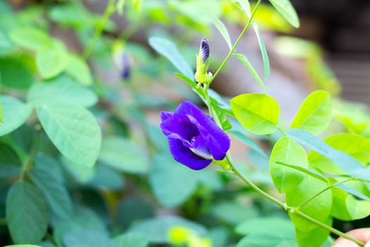 Blue butterfly pea flower blooming, Close up with green leave background.
