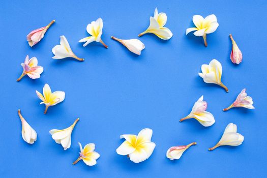 Frame made of plumeria flower on blue surface. Copy space
