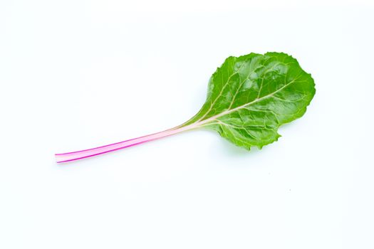 Fresh swiss chard on a white background