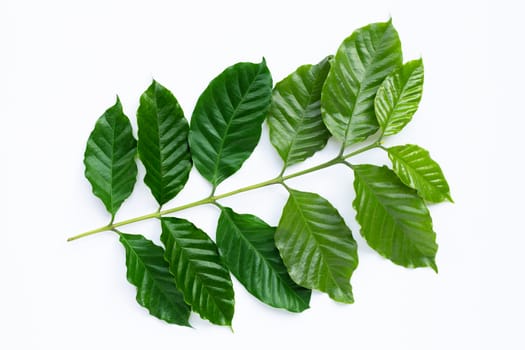 Fresh coffee leaves on white background.