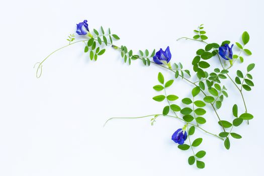 Butterfly pea flower with leaves on white background. Top view