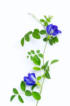 Butterfly pea flower with leaves on white background. Top view