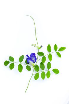 Butterfly pea flower with leaves on white background. Top view