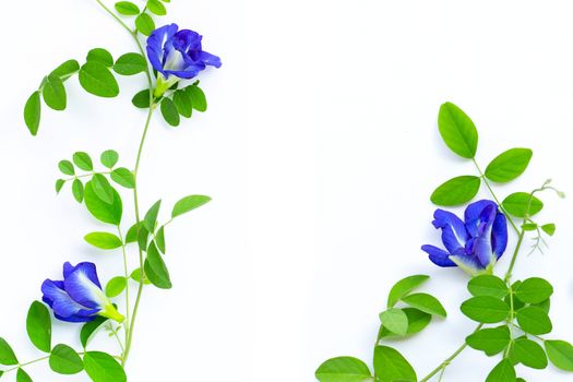 Butterfly pea flower with leaves on white background. Top view
