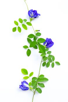 Butterfly pea flower with leaves on white background. Top view