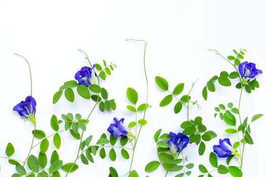 Butterfly pea flower with leaves on white background. Top view