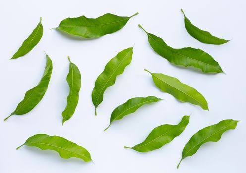Mango leaves on white background.