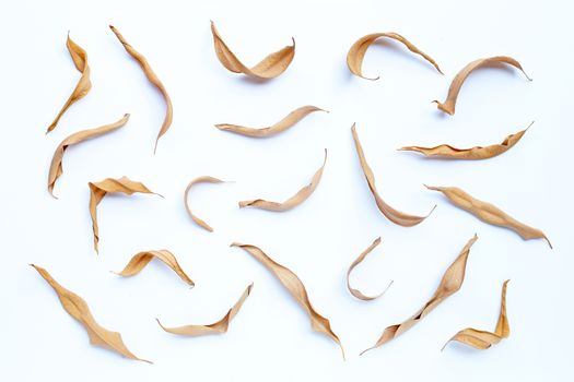 Eucalyptus dry leaves on white background.