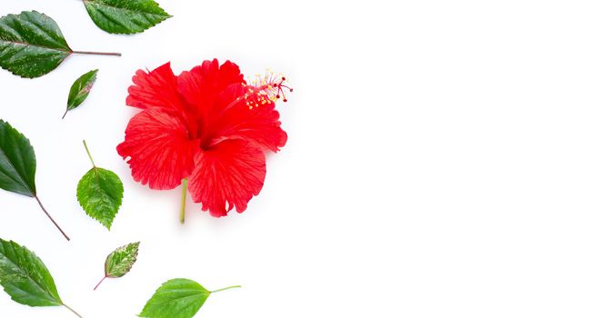 Hibiscus flower with leaves on white background. Copy space