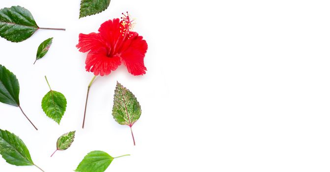 Hibiscus flower with leaves on white background. Copy space