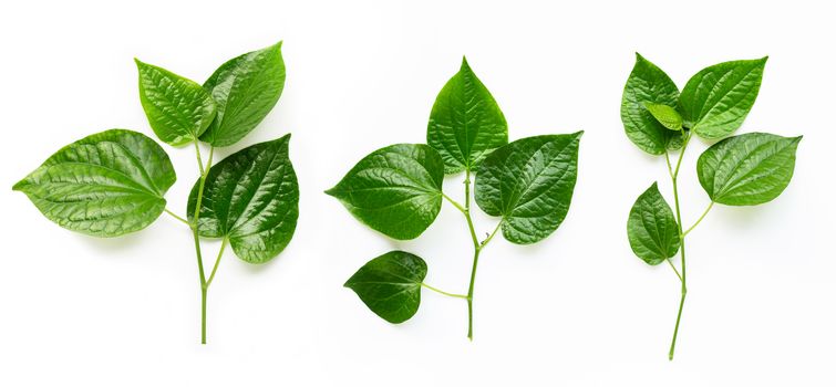 Piper sarmentosum or Wildbetal leafbush on white background