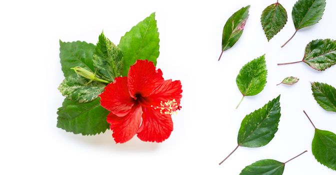 Hibiscus flower with leaves on white background. Copy space
